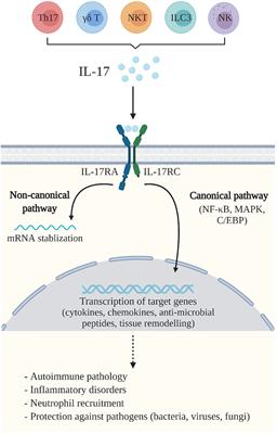 The Role of IL-17 During Infections in the Female Reproductive Tract